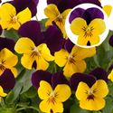 Bild von Viola P9 kleinbloemig Yellow jump up